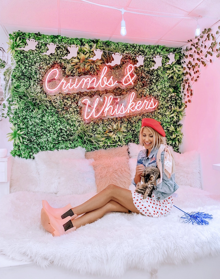 Crumbs & Whiskers – Cat Cafe and Kitten Lounge