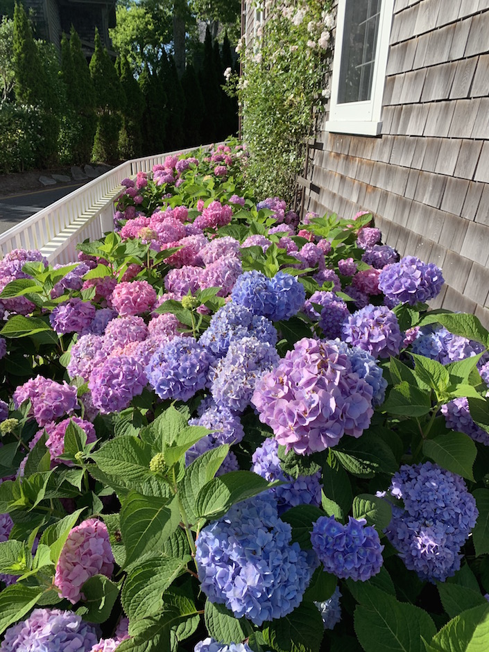 Hydrangeas Nantucket